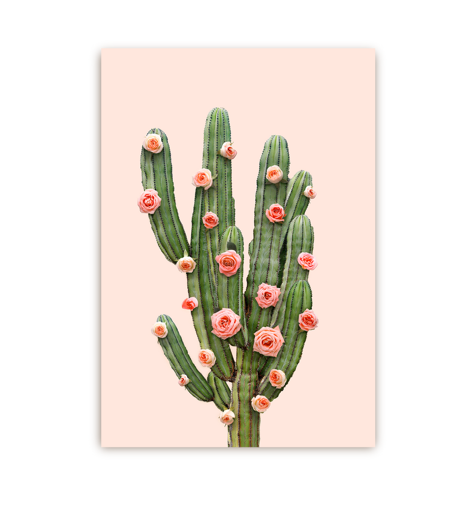 Cactus Roses - Lagom Design