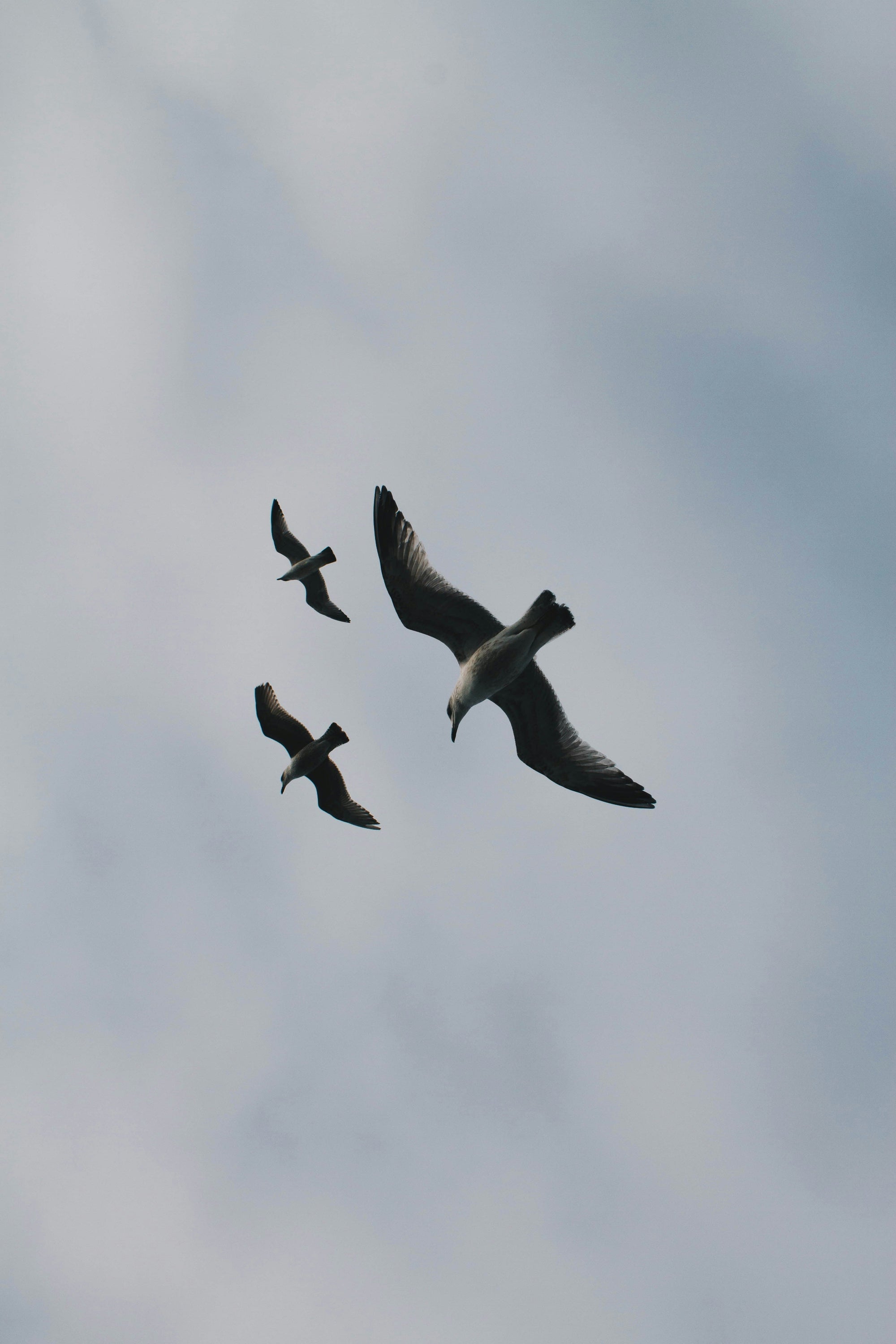 Photo of three seagulls flying by Giorgio Marini