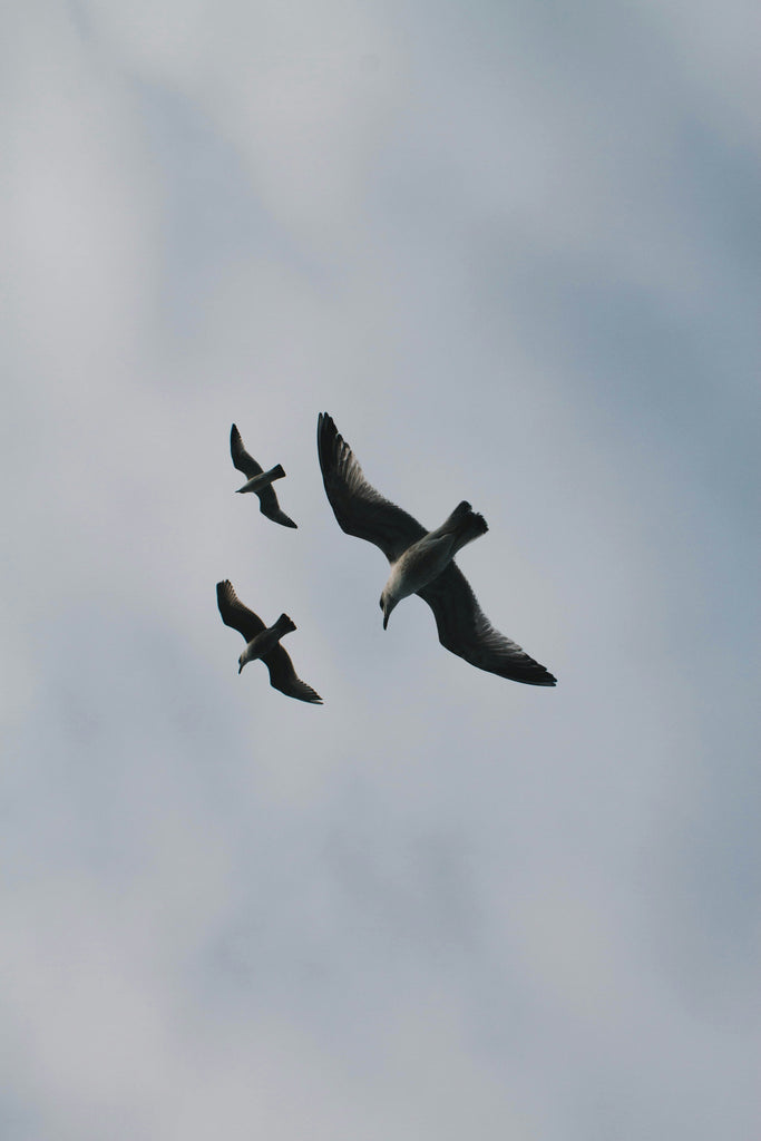 Photo of three seagulls flying by Giorgio Marini
