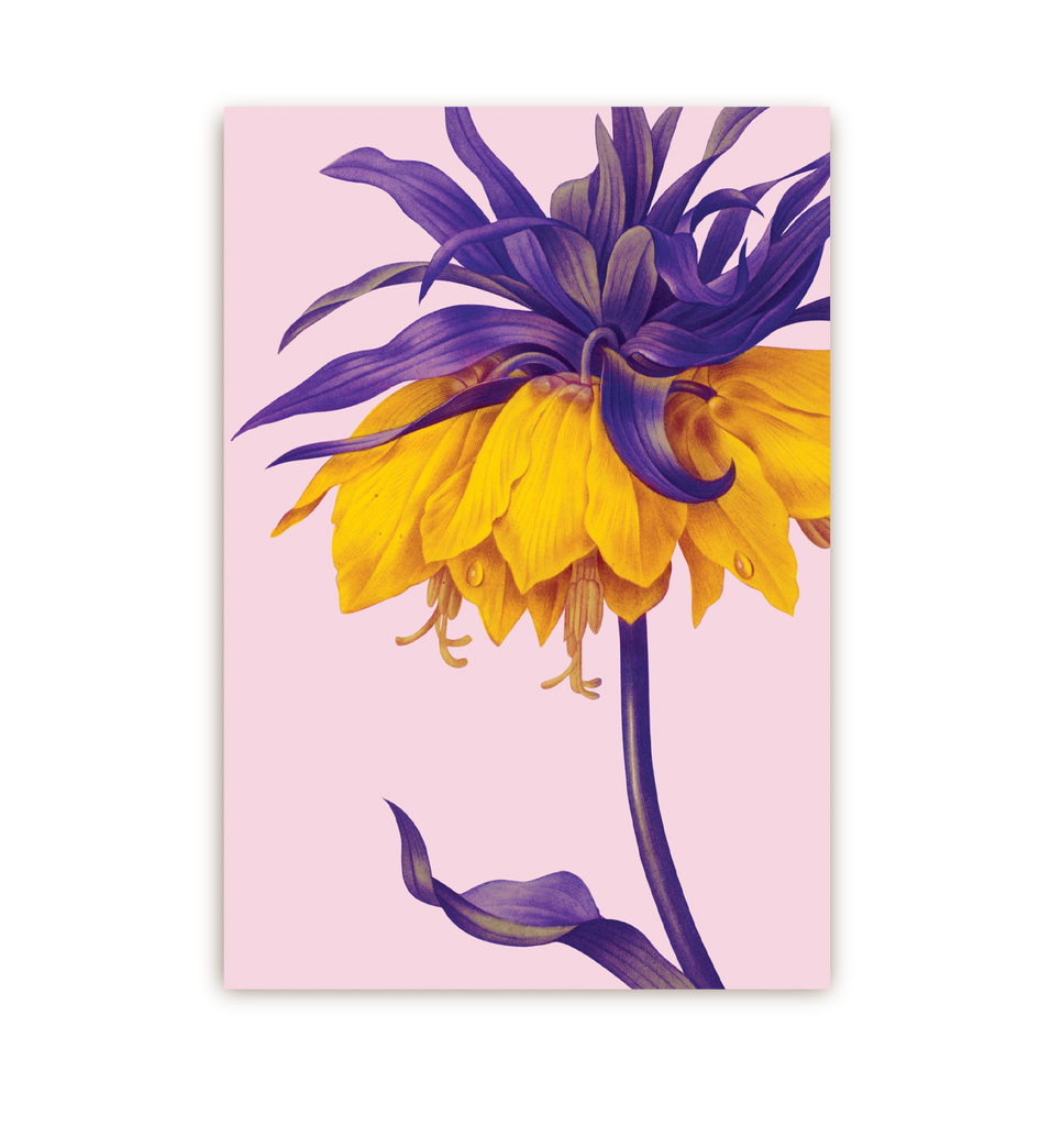 Yellow Crown Imperial - Lagom Design
