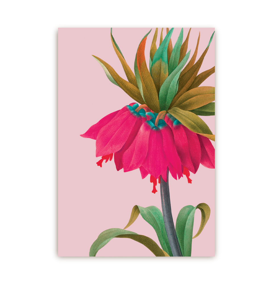 Pink Crown Imperial - Lagom Design