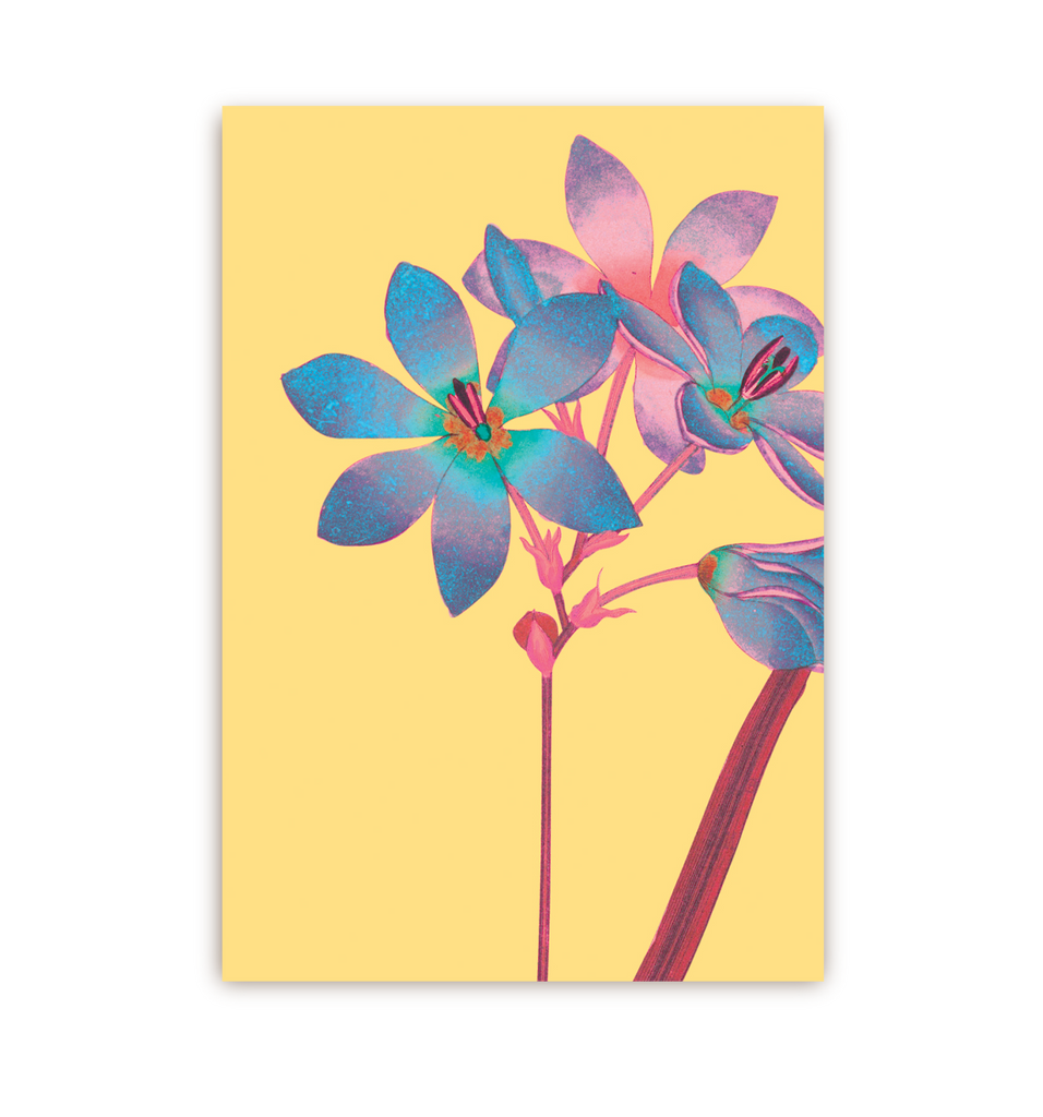Ixia Flower - Lagom Design