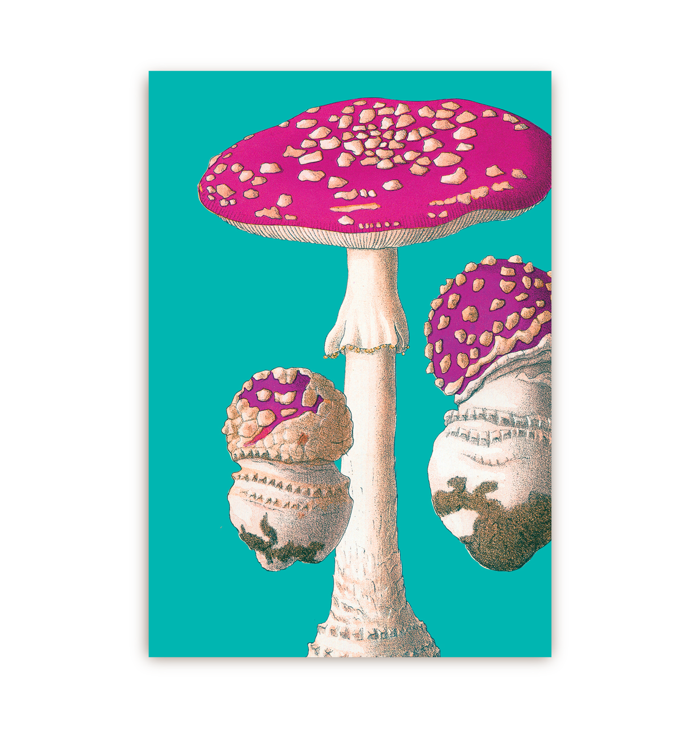 Fly Postcard Fly Agaric Postcard